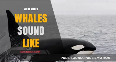 Unveiling the Mystical Sounds of Killer Whales: A Deep Dive