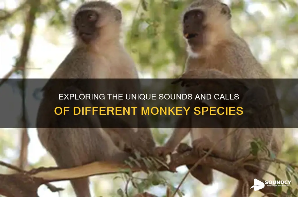 what kind of sound monkey
