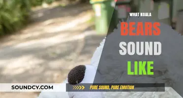 Unveiling the Unique Grunts and Calls of Koala Bears