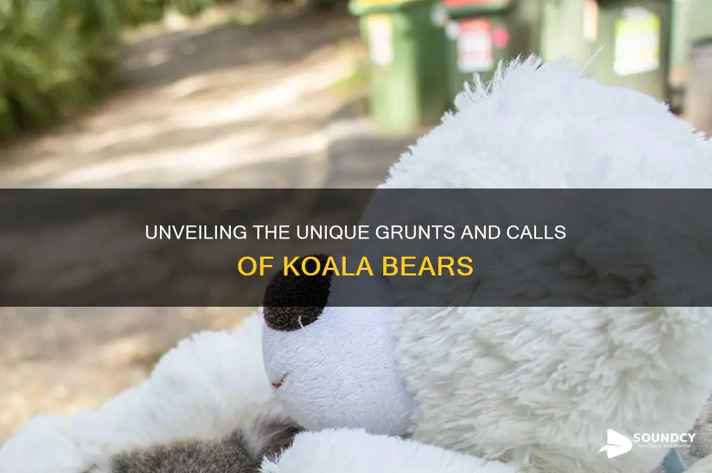 what koala bears sound like