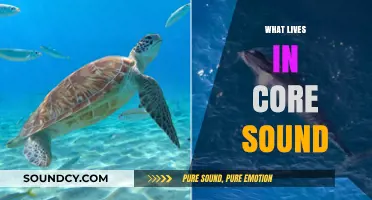 Exploring Core Sound: Unveiling the Marine Life and Ecosystems Within