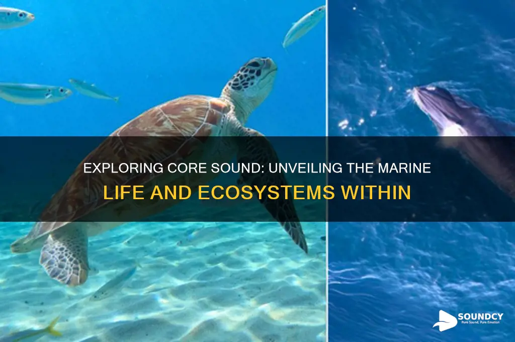 what lives in core sound