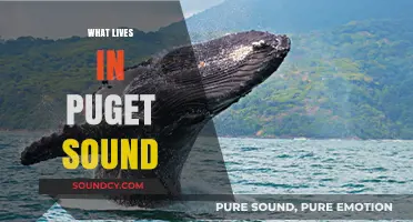 Discovering Puget Sound's Diverse Marine Life and Ecosystems
