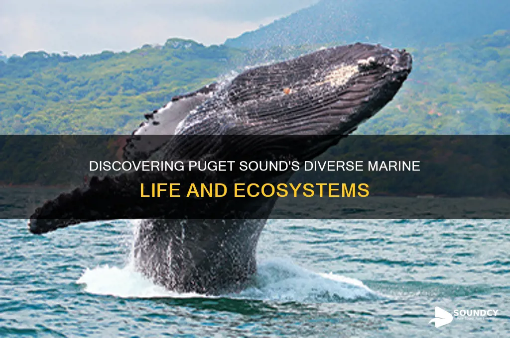 what lives in puget sound