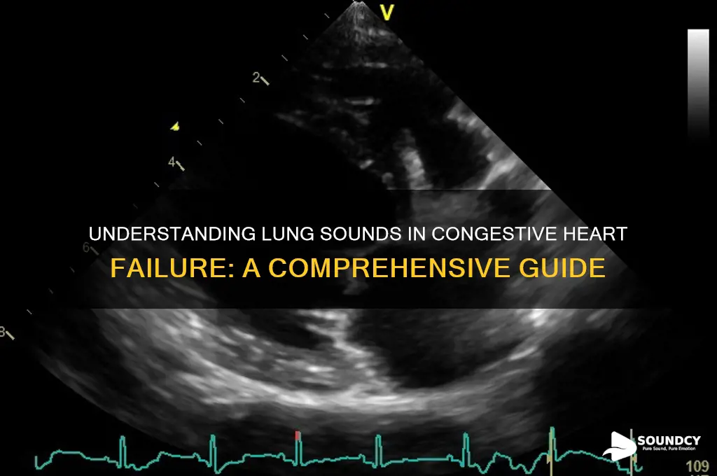 what lung sounds with chf