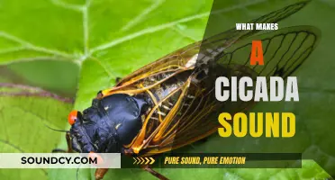 Unveiling the Buzz: The Science Behind Cicadas' Unique Sounds