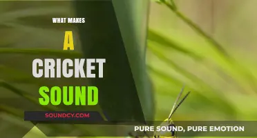 Unveiling the Science Behind Cricket Chirps: How and Why They Sound