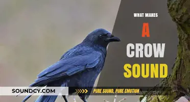 Decoding the Unique Vocalizations: What Makes a Crow's Sound Distinctive