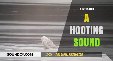 Unraveling the Mystery: What Creatures Create the Hooting Sound?