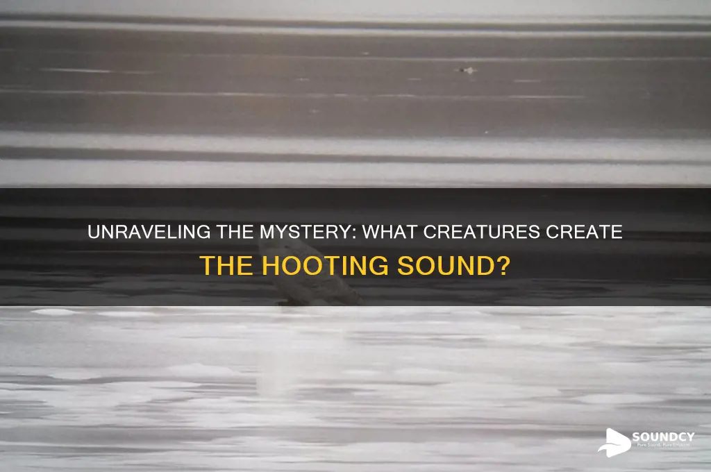 what makes a hooting sound
