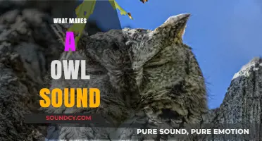 Unveiling the Mystery: What Makes an Owl's Haunting Sound Unique