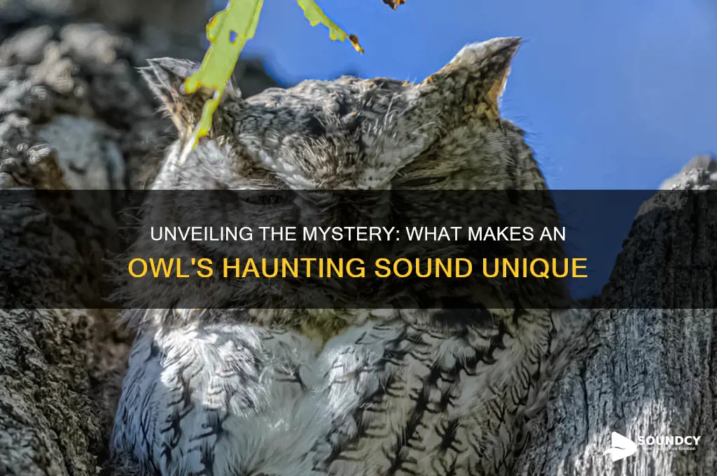what makes a owl sound