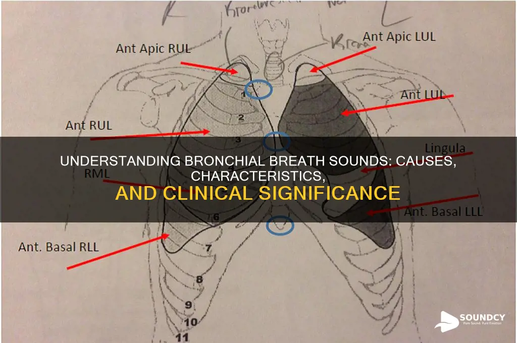 what makes bronchial breath sounds