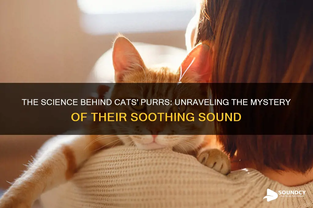 what makes cat purr sound