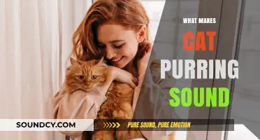 Decoding the Mystery: Why Cats Purr and How It Works