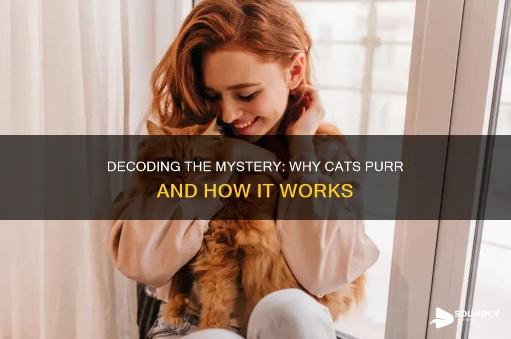 what makes cat purring sound