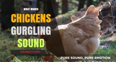 Why Chickens Gurgle: Understanding the Unique Sounds They Make