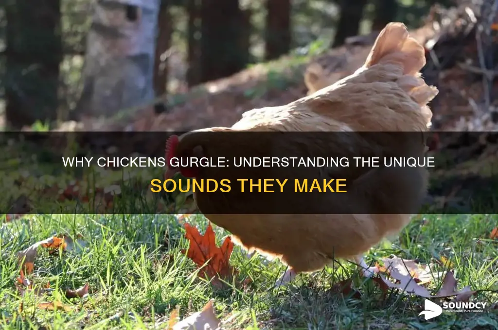 what makes chickens gurgling sound