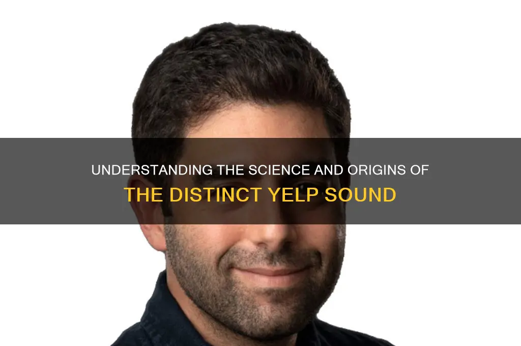 what makes the sound yelp
