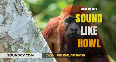 Unveiling the Mysterious Howl: What Monkey Sounds Like in the Wild