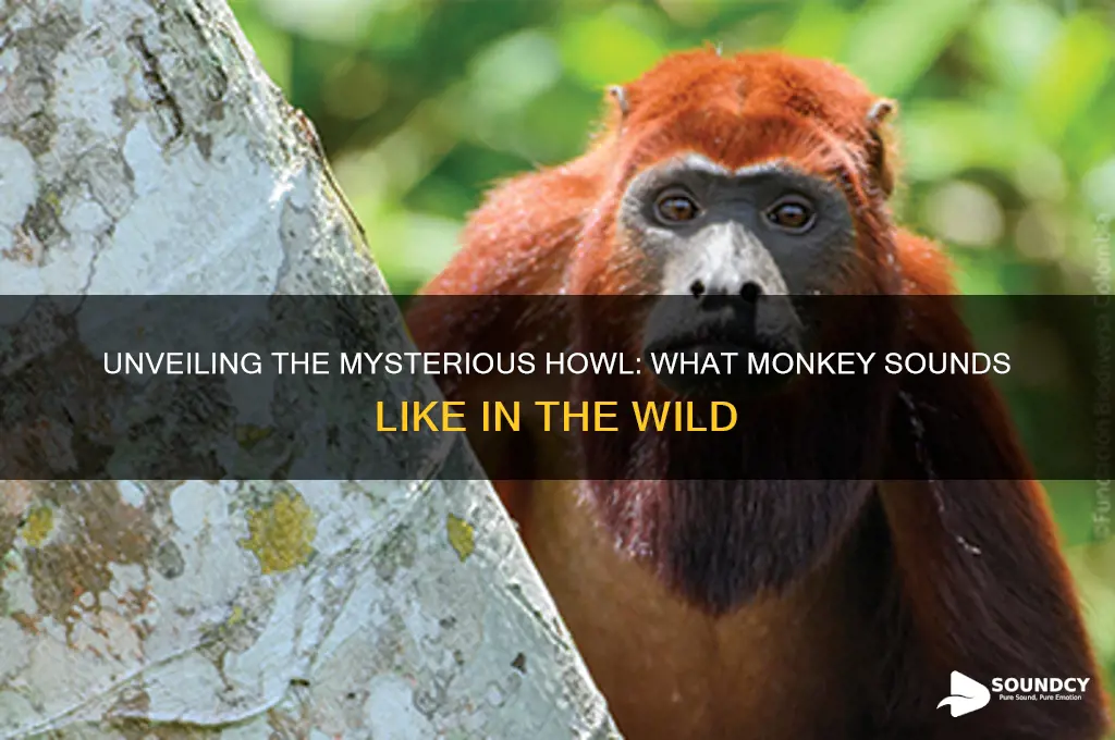 what monkey sound like howl