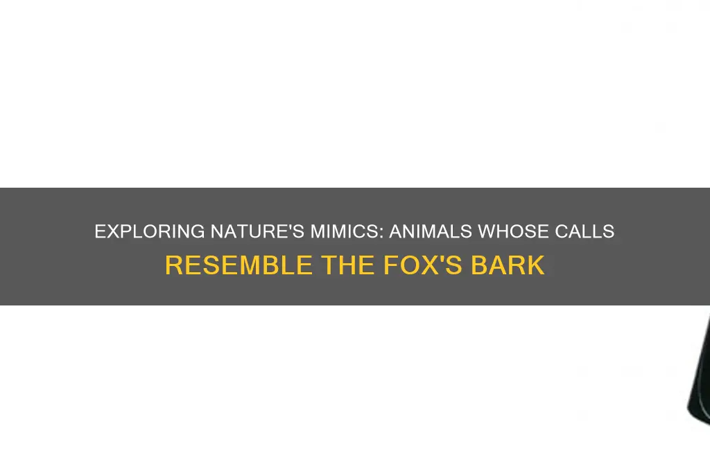 what other sounds like fox