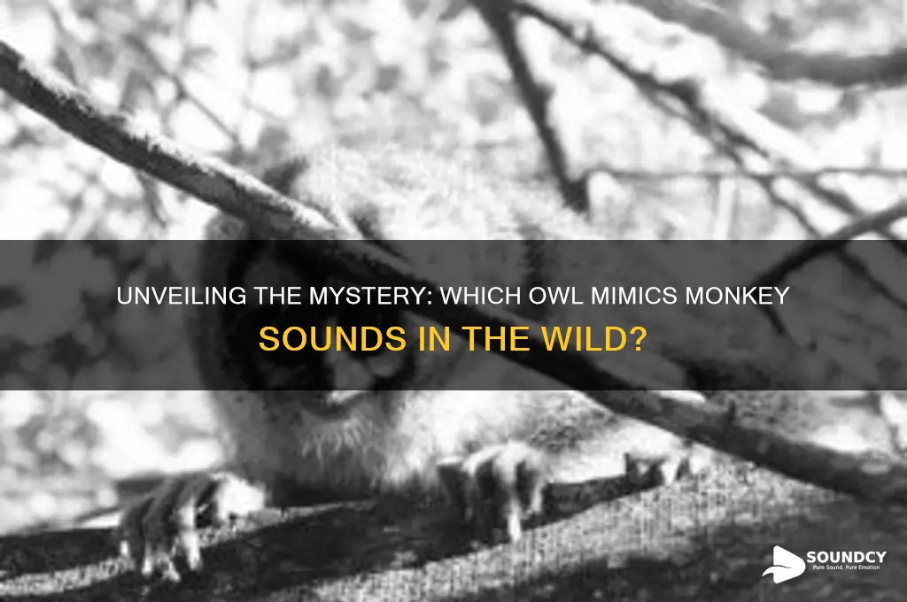 what owl makes monkey sound