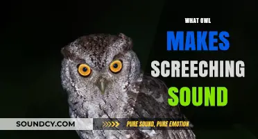 Identifying the Owl Species Behind the Iconic Screeching Sound