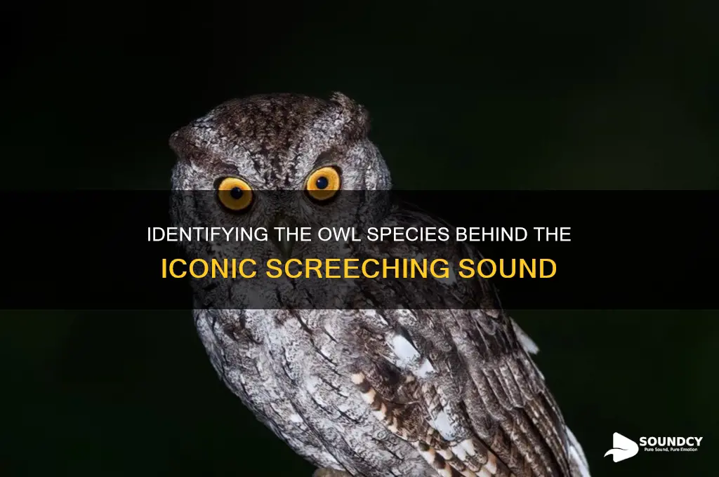 what owl makes screeching sound