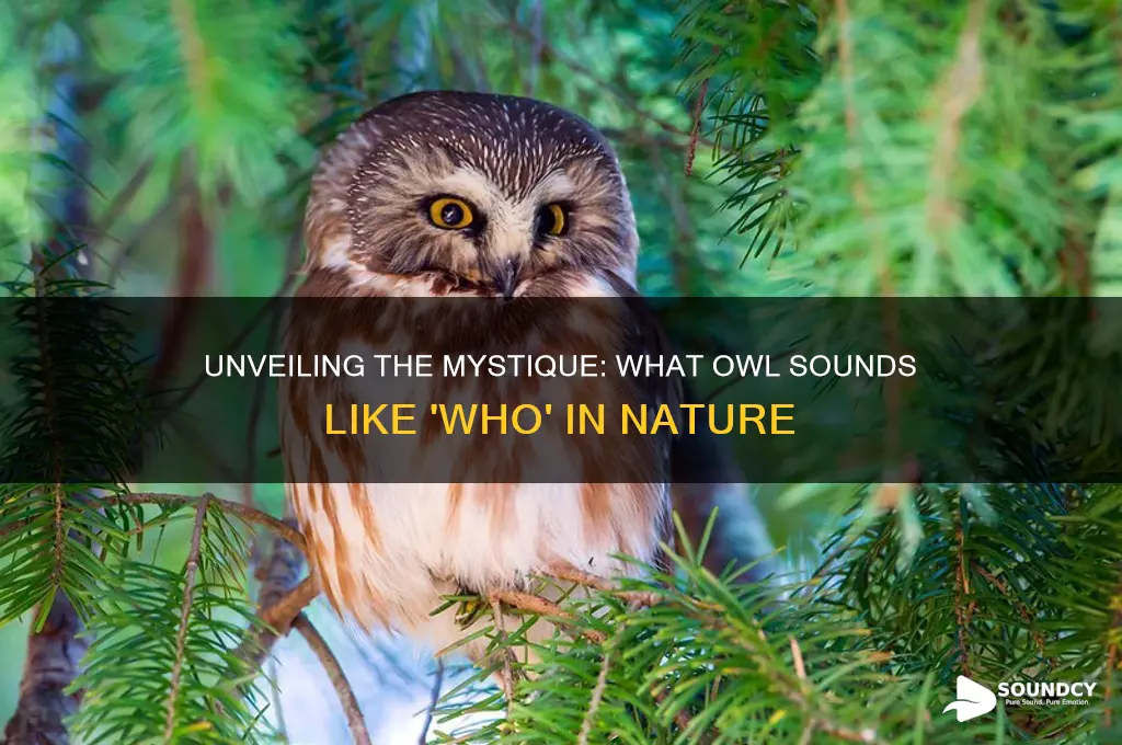 what owl sounds like who