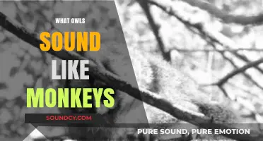 Unusual Calls: Owls Mimicking Monkey Sounds in the Wild