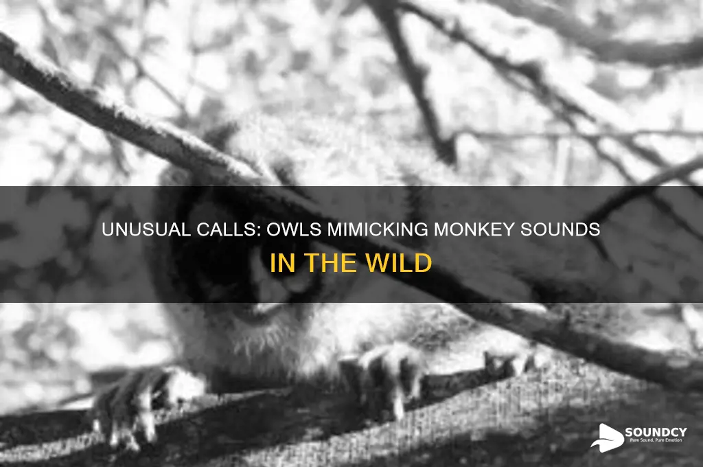 what owls sound like monkeys