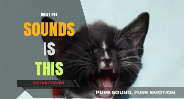 Identifying Pet Sounds: Decoding Your Furry Friend's Unique Vocalizations