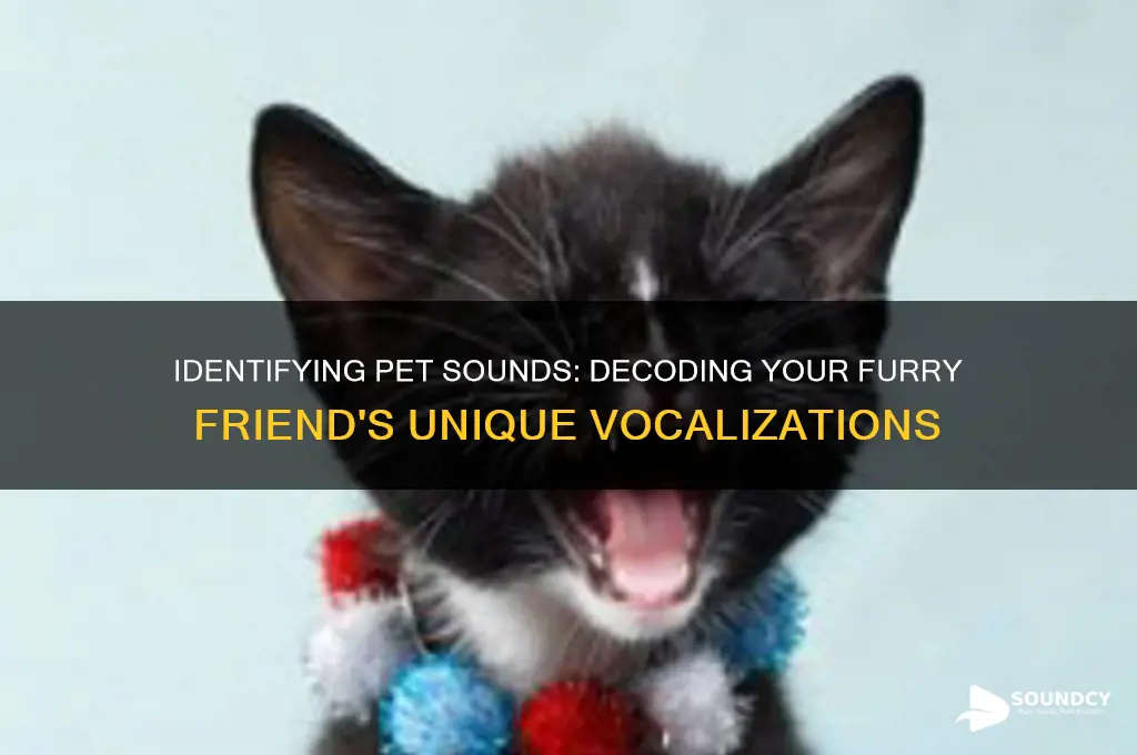 what pet sounds is this