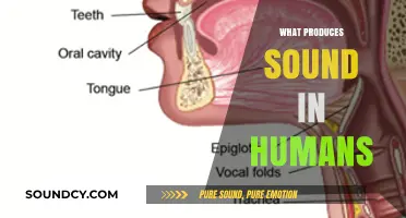 How Human Vocal Cords Create Sound: The Science Behind Speech