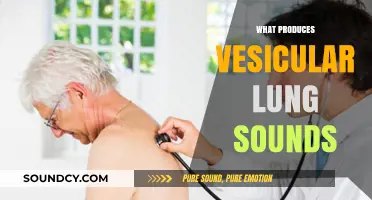 Understanding Vesicular Lung Sounds: Causes and Contributing Factors Explained