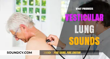 Understanding the Causes of Vesicular Lung Sounds: A Comprehensive Guide