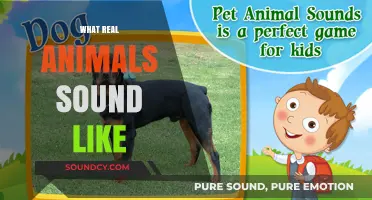 Unveiling Nature's Symphony: Authentic Sounds of Real Animals Explored