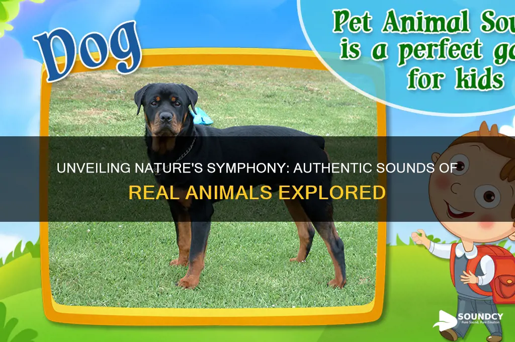 what real animals sound like
