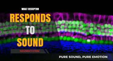 How the Hair Cells in Your Inner Ear Detect Sound Waves