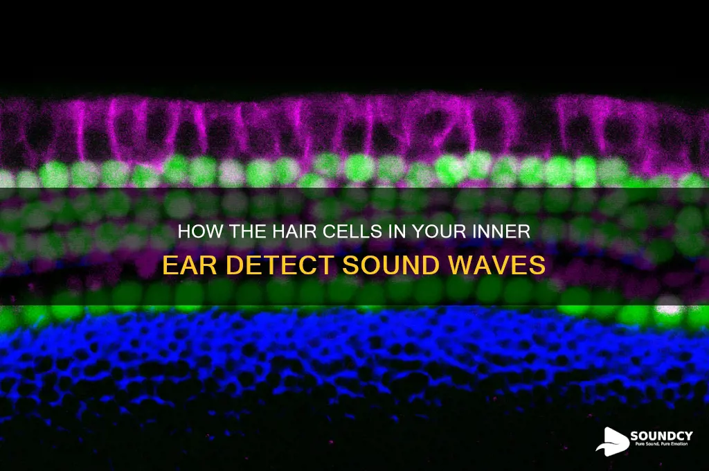what receptor responds to sound