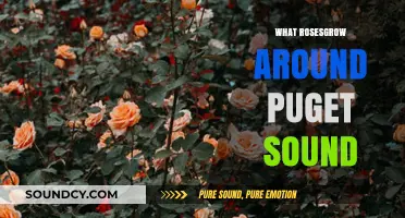 Exploring the Varieties of Roses Thriving Around Puget Sound