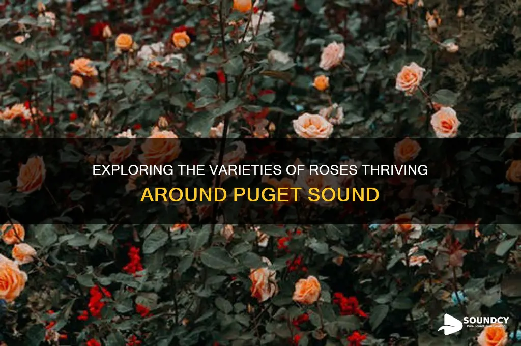 what rosesgrow around puget sound
