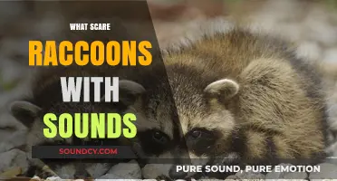 Effective Sounds to Scare Raccoons Away: Tips and Tricks