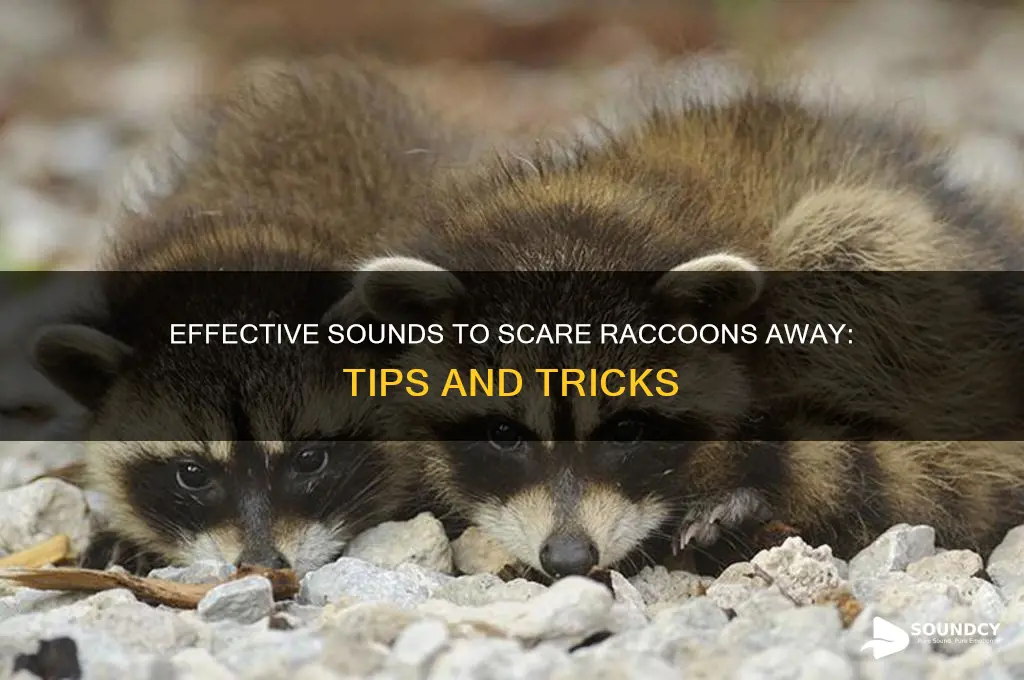 what scare raccoons with sounds