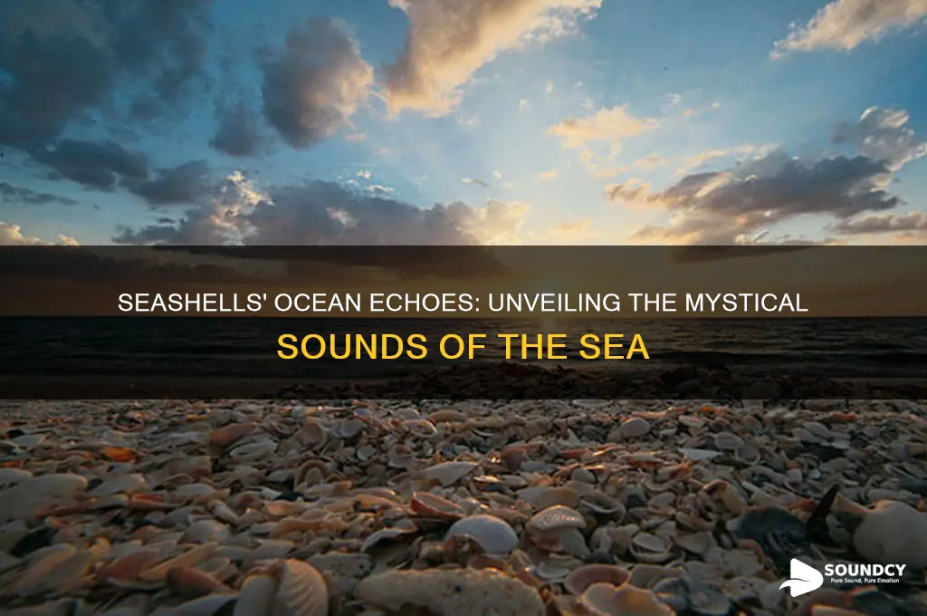 what seashells sound like ocean