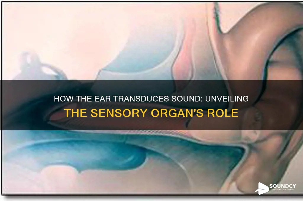 what sensory organ transduces sound