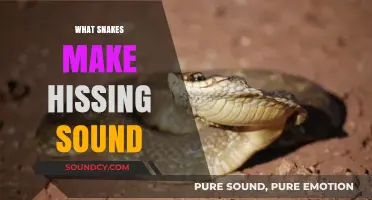Unveiling the Hiss: Snakes That Produce the Distinctive Hissing Sound