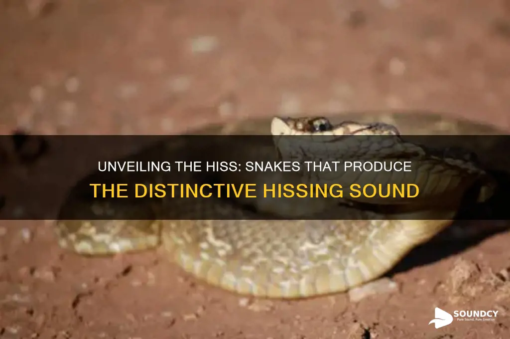 what snakes make hissing sound