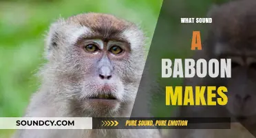 Unveiling the Unique Vocalizations: What Sound Does a Baboon Make?